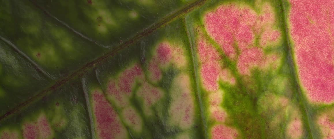 Extreme closeup of a leaf with veins and pink and green coloring