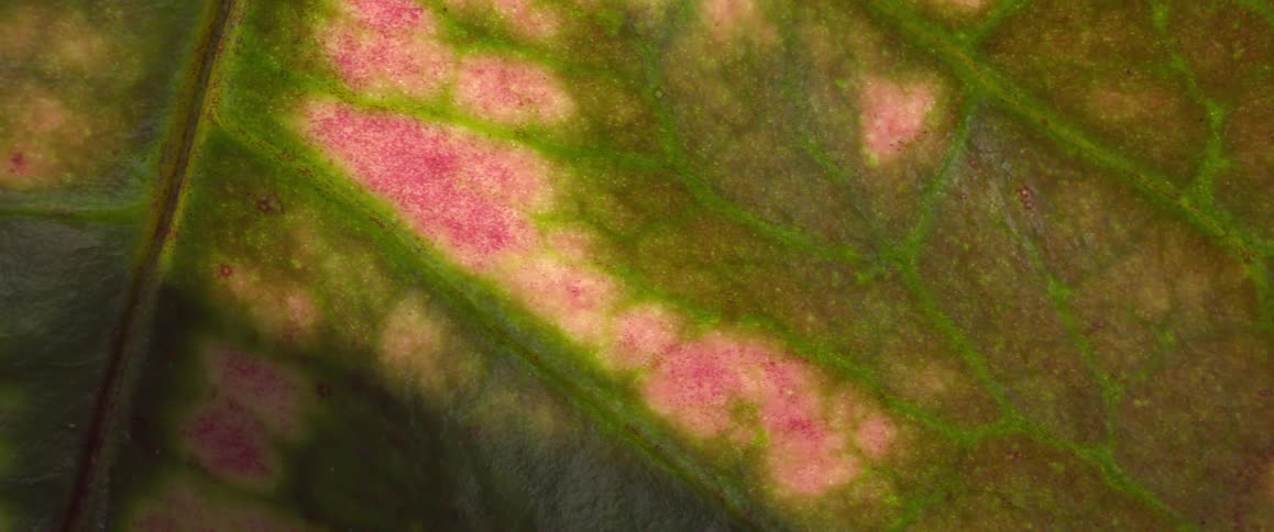 Close up of a colored leaf of a coleus plant