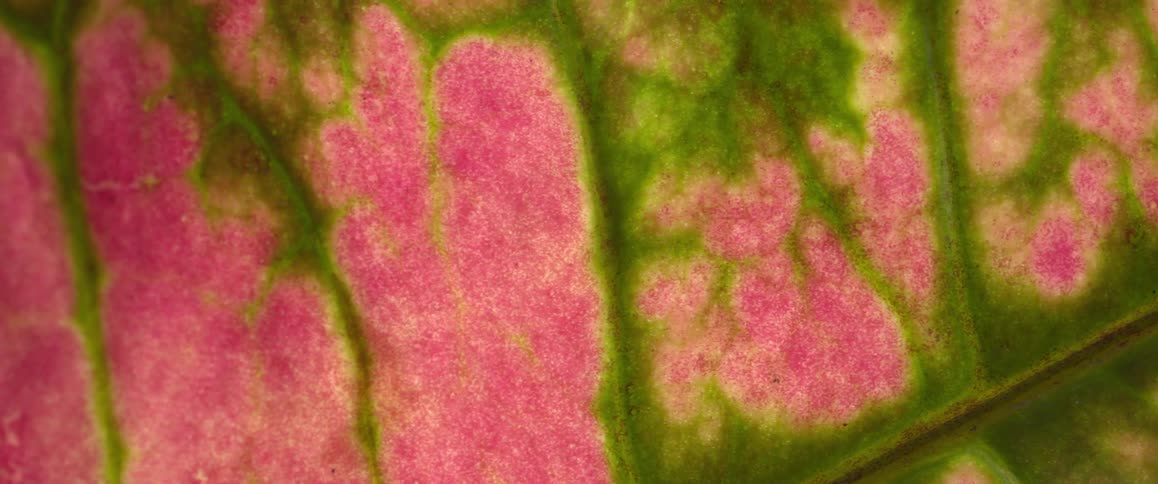 Leaf displays vibrant pattern with green veins amid pink patches