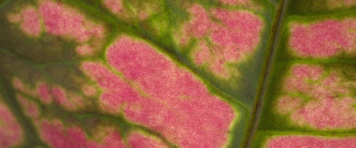 A close up of some pink and green leaves