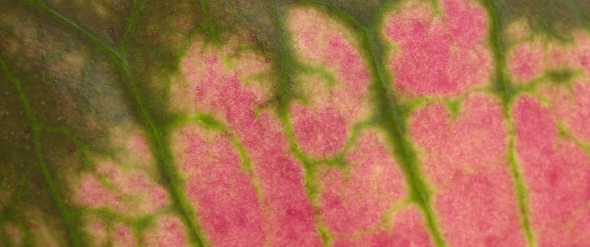 Macro texture of a leaf with branching green veins over a pink surface