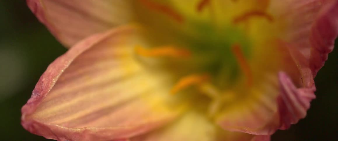 Pink and yellow flower against a dark background