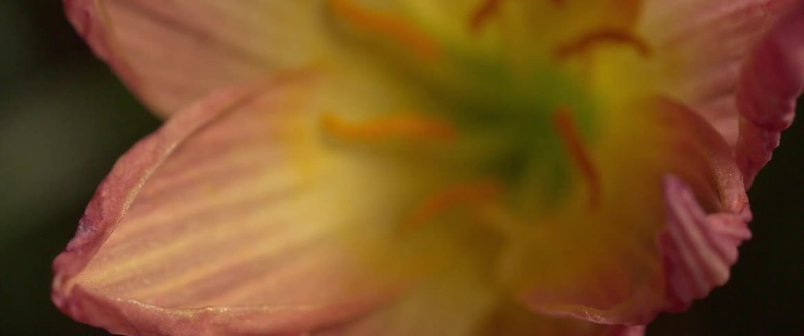 Flower closeup reveals pink petals and yellow internal structures
