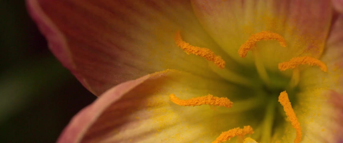 Pink and yellow flower