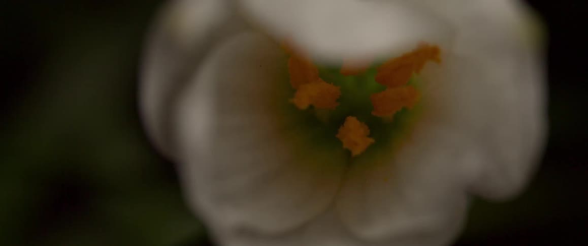 A close up of some flowers