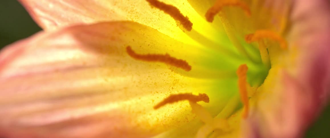 Closeup of a flower with yellow and pink pigmentation
