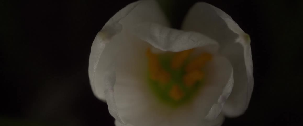 White flower with shadows flickering around