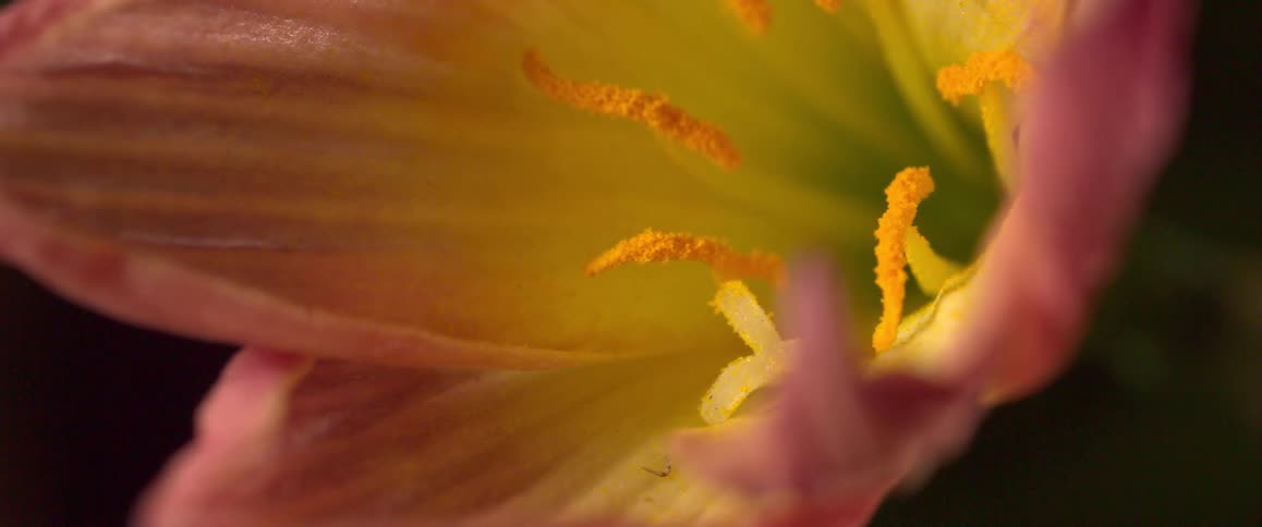 Sunlight shines on the petals of a blooming flower