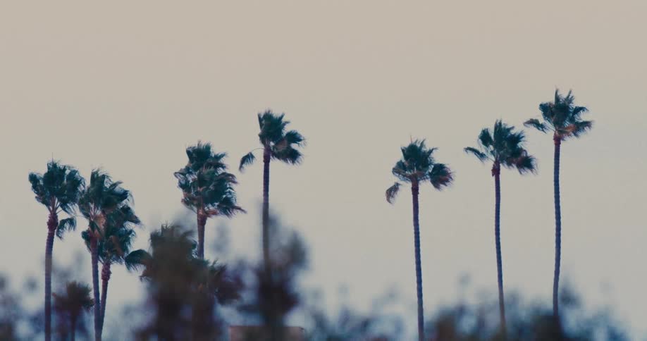 Swaying palm trees outdoors on a windy day during daytime