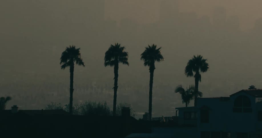 A view of some palm trees next to a house