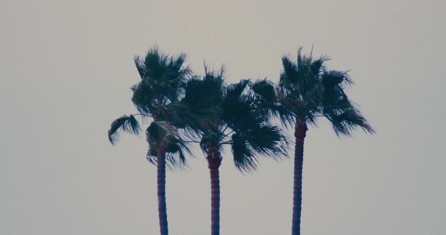Three palm trees on a windy day at sunset