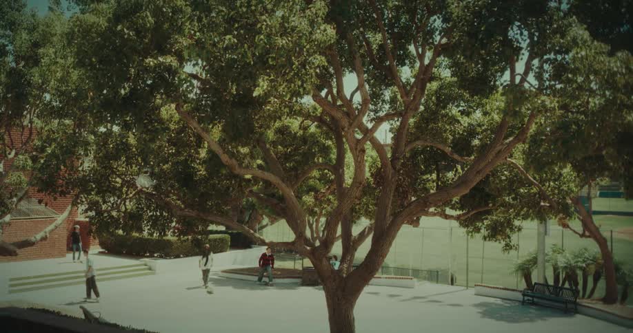 Skateboarders glide across a sunlit concrete plaza dominated by a large leafy tree while others lounge on benches and nearby stairs in an urban park setting