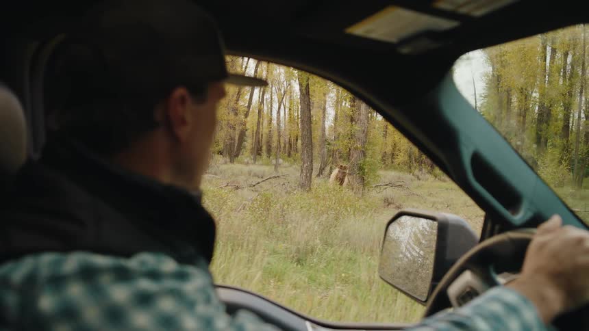 A person watches an elk through a vehicle window while driving through a forested area