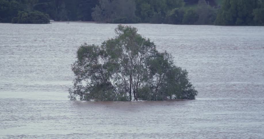Partially submerged tree in a flooded area outdoors during day time