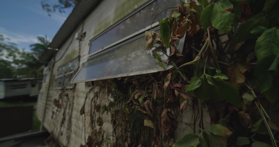 Thick green and brown vines crawl up the side of an aged weathered building partially obscuring a glass jalousie window as sunlight shifts across the textured exterior wall and surrounding tropical foliage