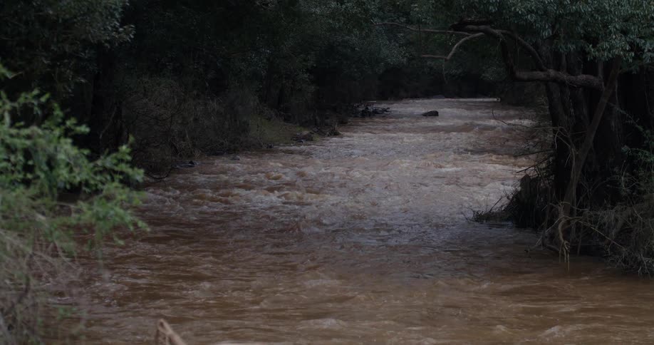 Muddy river flows between treelined banks forming a continuous current in a natural area