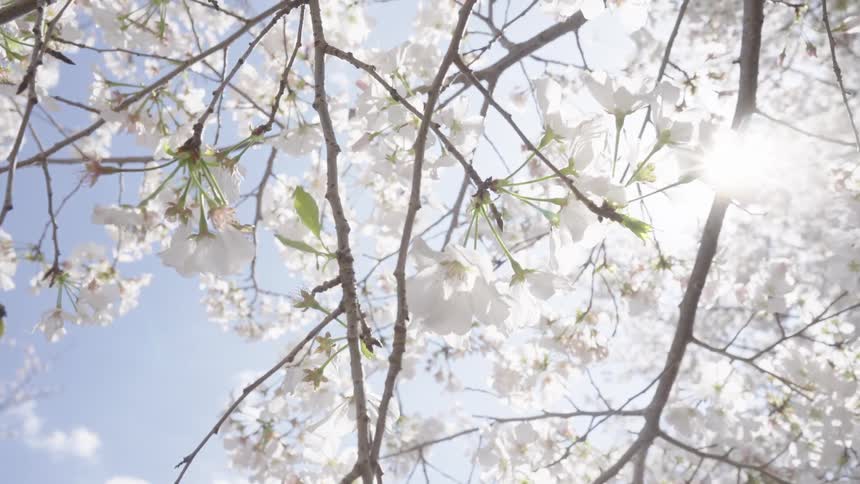 Sunlight shines on cherry blossoms blooming on a tree