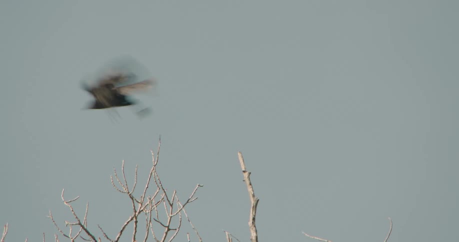 Blackbird sitting on a tree branch flies away