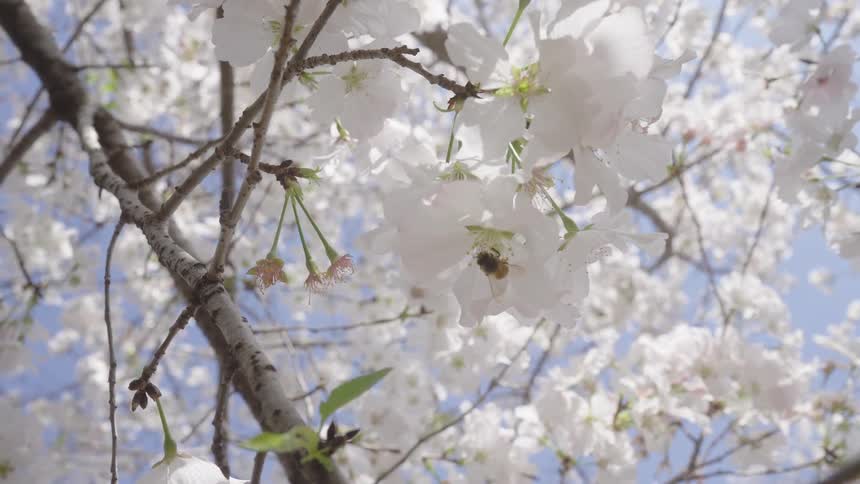 A bee in a flower on a tree