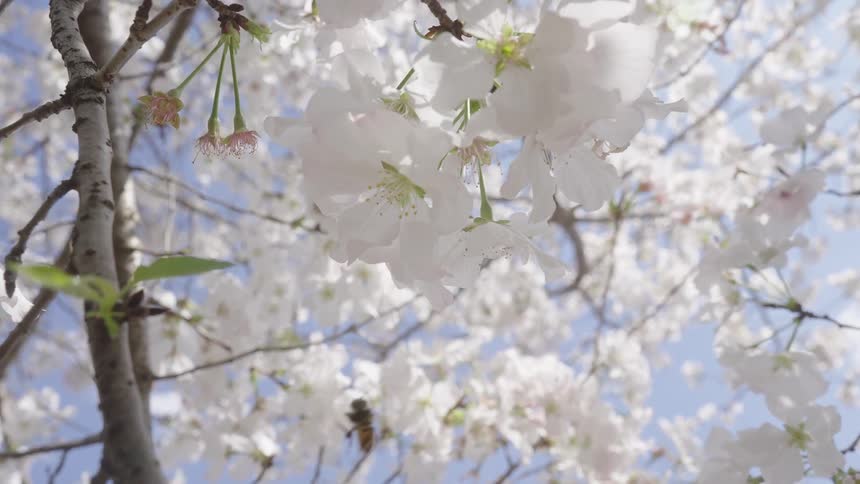 Cherry blossoms bloom on a tree as a bee collects pollen from the flowers