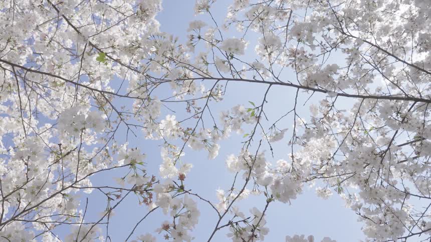 Looking up through a canopy of beautiful white cherry blossoms the delicate branches stretch across a clear bright blue sky as sunlight illuminates the scene