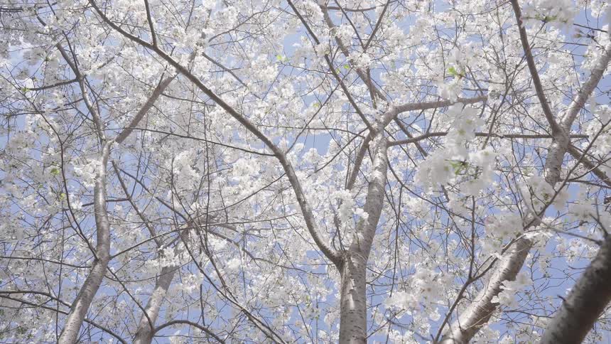 The sky is clear above the cherry blossom trees
