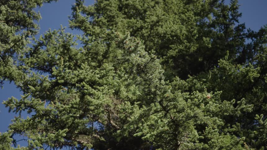 A dense pine tree is seen against a clear blue sky