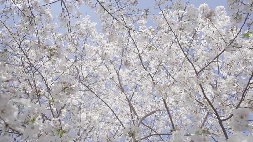 Sunlight shines on cherry blossoms blooming on a tree