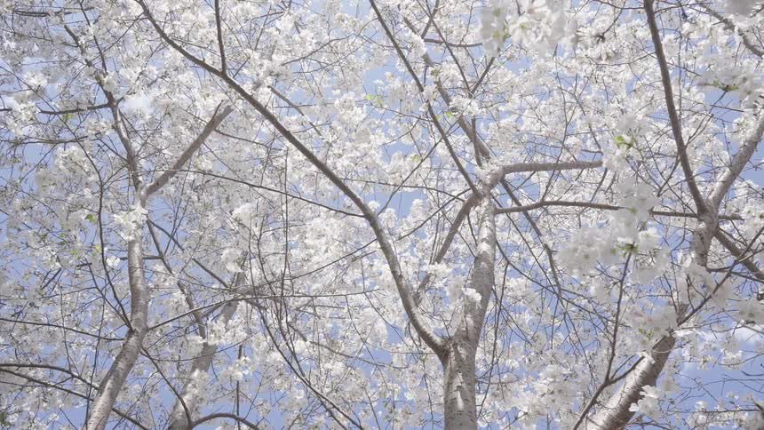 Looking up at some apple blossom flowers