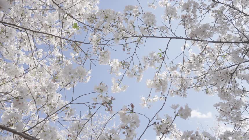 Looking up at a canopy of white cherry blossoms the delicate branches stretch across a bright blue sky as sunlight illuminates the full blooms and a few clouds drift past