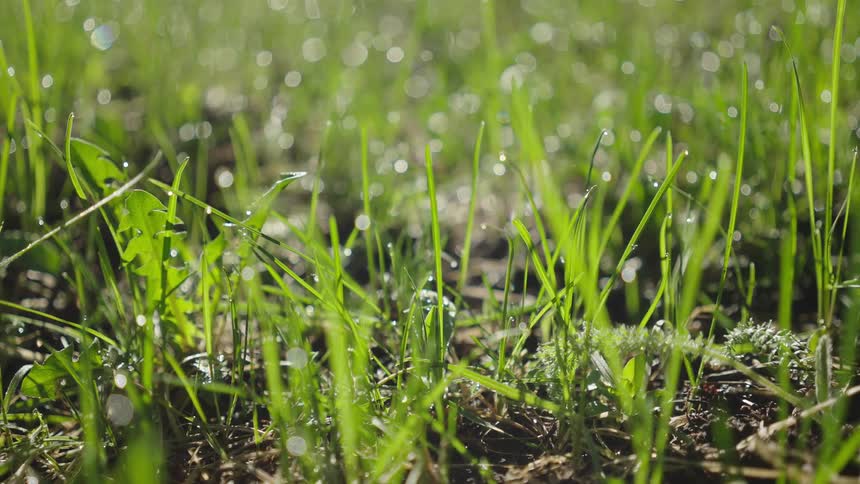 Bright sunlight glints off morning dew drops clinging to thin blades of green grassthe background remains softly blurred creating a shimmering bokeh effect as the camera slowly pans across the lowlying vegetation