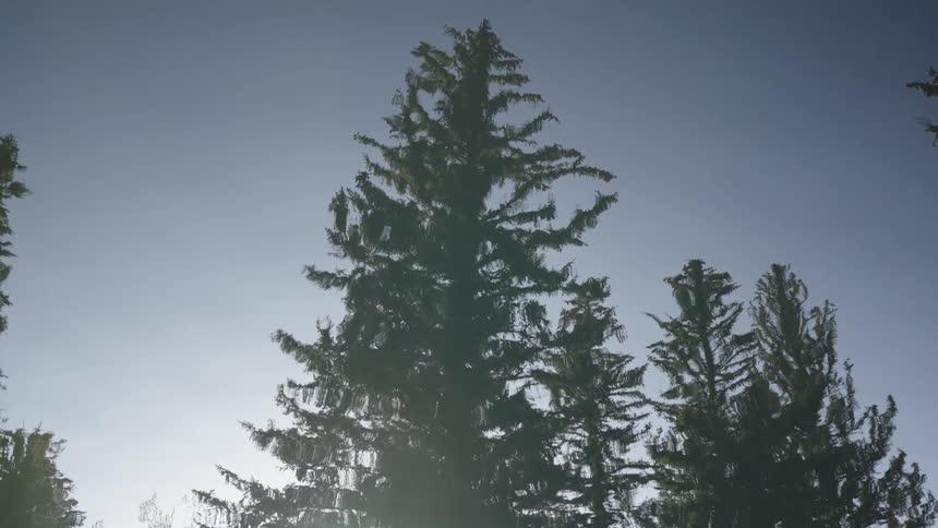 The camera is looking at come pine trees but it looks as if they are reflecting off of the water as you can see the ripple effects