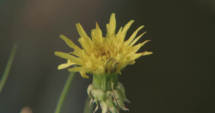 A slow zoom out begins on a bright yellow dandelion gradually revealing it standing alone in a patch of green grass beside the rushing water of a river