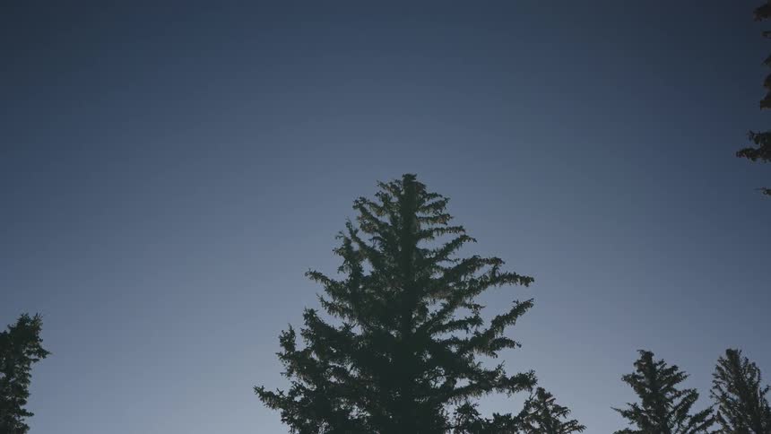 A tall pine tree stands silhouetted against a deep blue twilight sky while a small bird flies across the upper frame from right to left