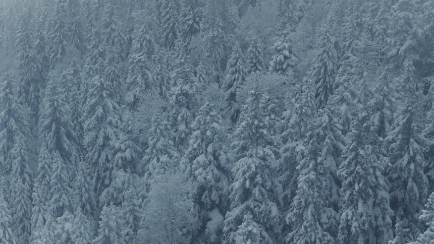 Heavy fog and snow cover the huge forest