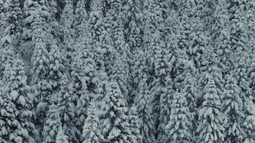 The trees in the forest are covered with frost
