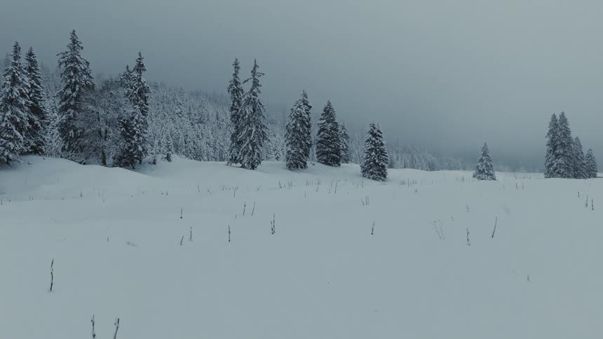 Mountain covered in snow and conifers