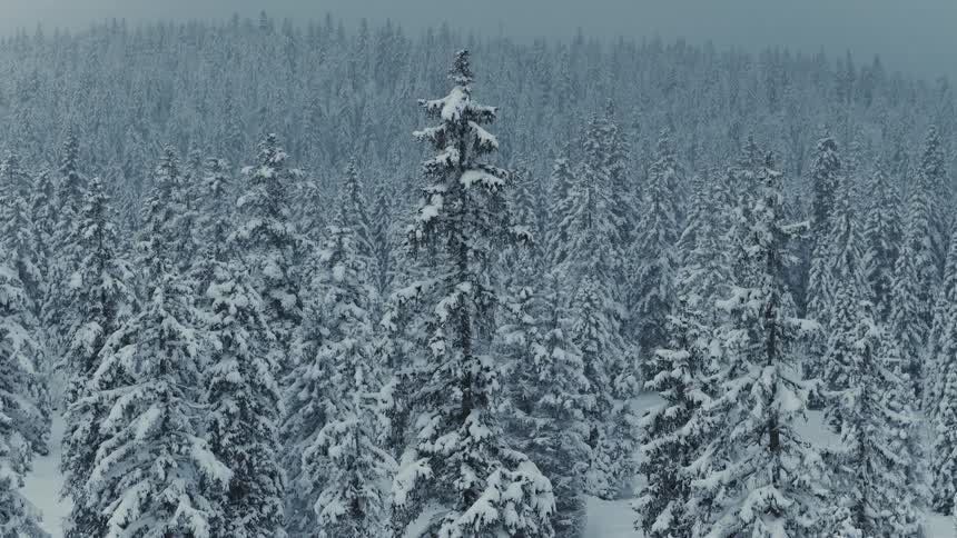 Slowly ascending the view rises through a dense forest where every tree is heavily blanketed in snow under a gray foggy sky