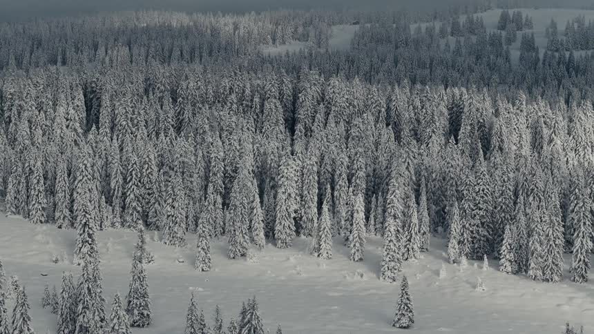 The tall trees are all white in the forest