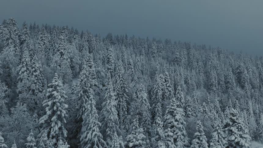 A dense evergreen forest stands covered in heavy white snow beneath a dark overcast winter sky