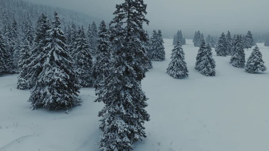 A high angle view of tall pine trees covered in thick white snow standing in a vast winter landscape under a foggy overcast sky