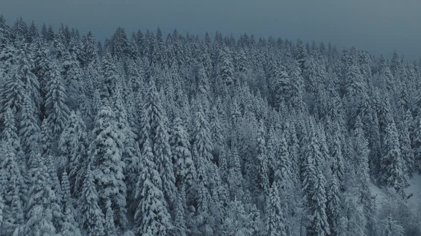 Aerial view moving over a snow covered forest on a mountain