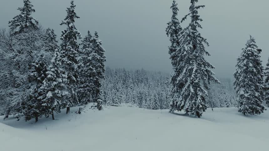A slow steady view paces forward across a clearing in a dense winter forest where every tree is blanketed in fresh snow under a moody overcast sky