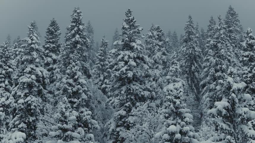 A slow aerial view glides just over the treetops of a vast dense forest where every branch is heavily blanketed in snow under a foggy sky