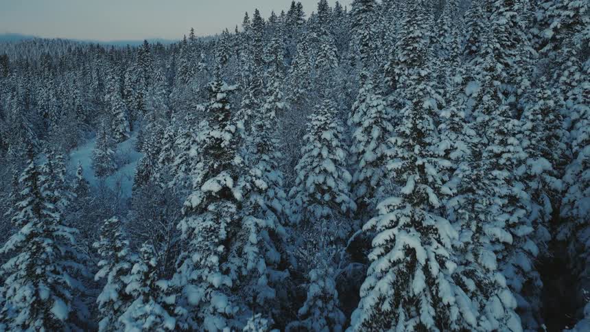 An aerial shot moves slowly over a vast dense forest of pine trees heavily laden with snow in a cold wintry landscape