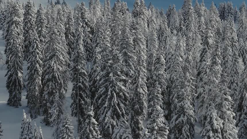 A forest of snowy pines