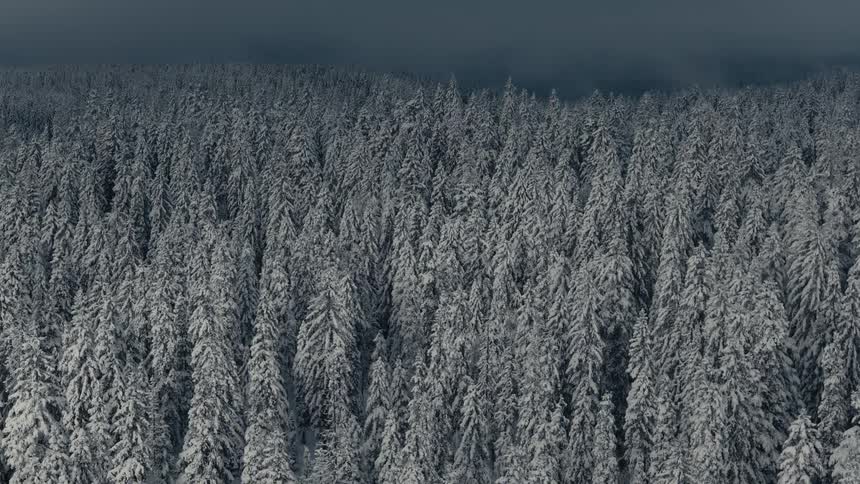 A sweeping aerial view passes over an immense dense forest of snowcovered trees under a dark and moody winter sky