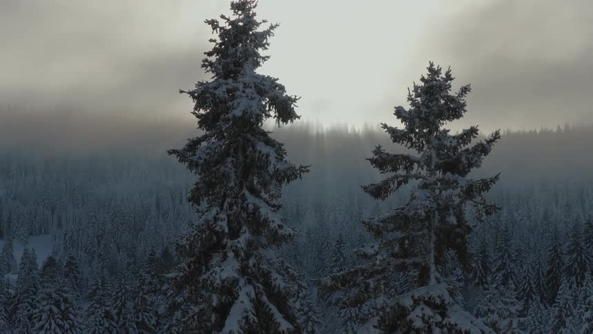 Heavy storm clouds and fog cover the forest