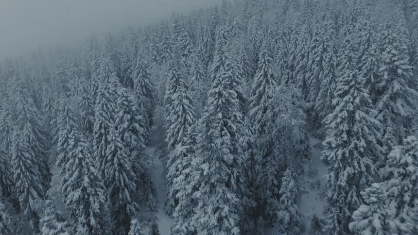 A forest blanketed in snow and ice every tree coated in white as a thick foggy snowfall fills the atmosphere with a cold muted stillness