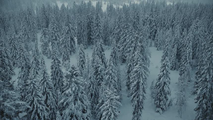 A serene aerial shot slowly ascends over a dense forest of evergreen trees all blanketed in heavy glistening snow creating a stark and beautiful winter landscape